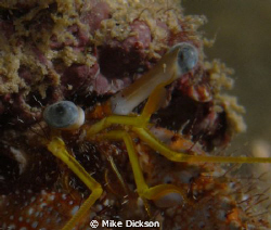 Hermit crab

Night dive, Bandar Jissa

F5.1, 1/60, sp... by Mike Dickson 